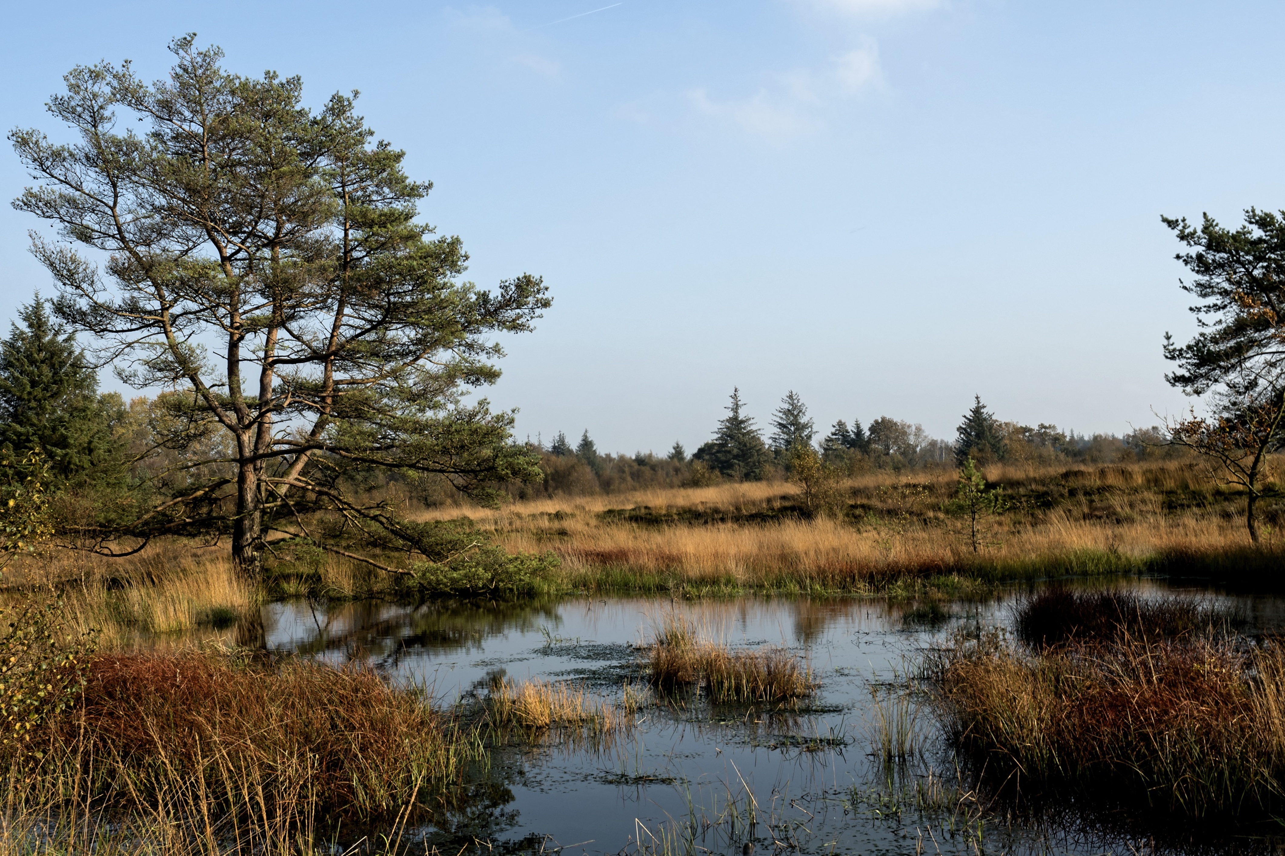 Wetland